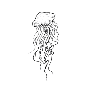 Jellyfish