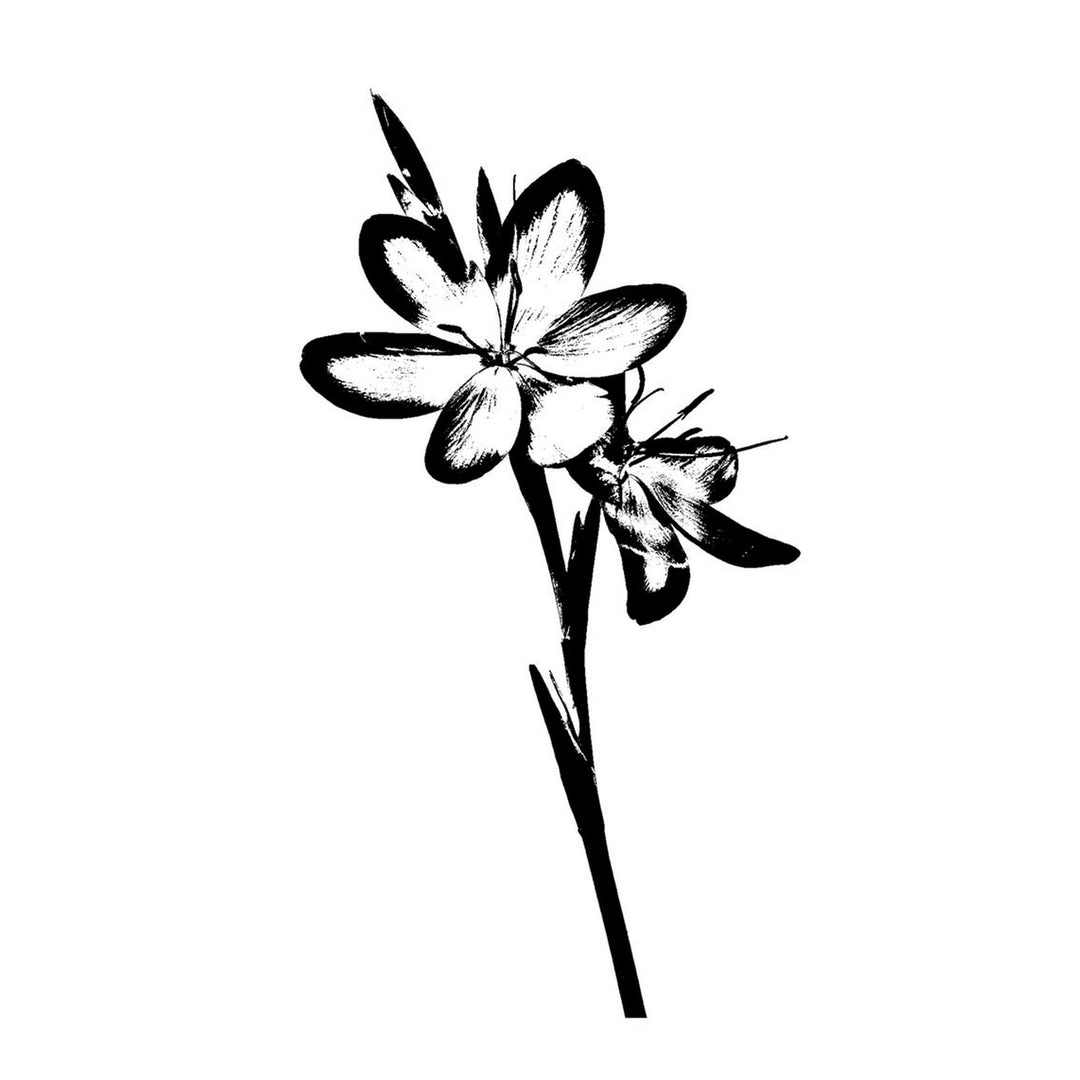 Lily - inkbolt